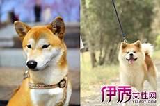 中华田园犬聪明排名