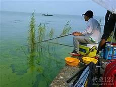大鲫鱼喜欢什么口味饵料